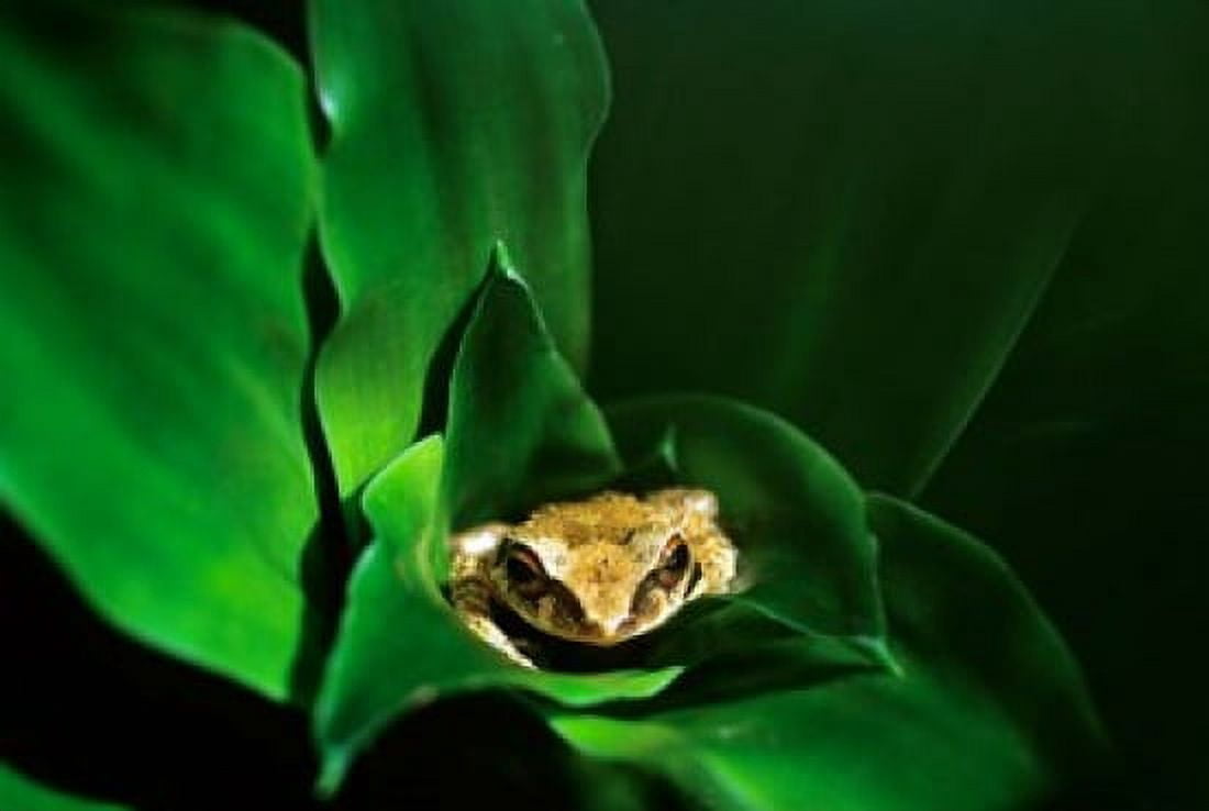 Coqui Frog in Puerto Rico Canvas Art - David R Frazier DanitaDelimont (35 x 23)