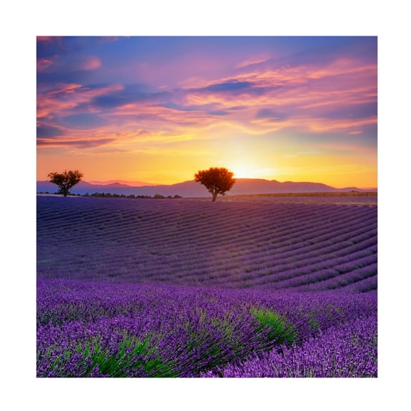 Cora Niele 'Lavender Sky Sunset' Canvas Art