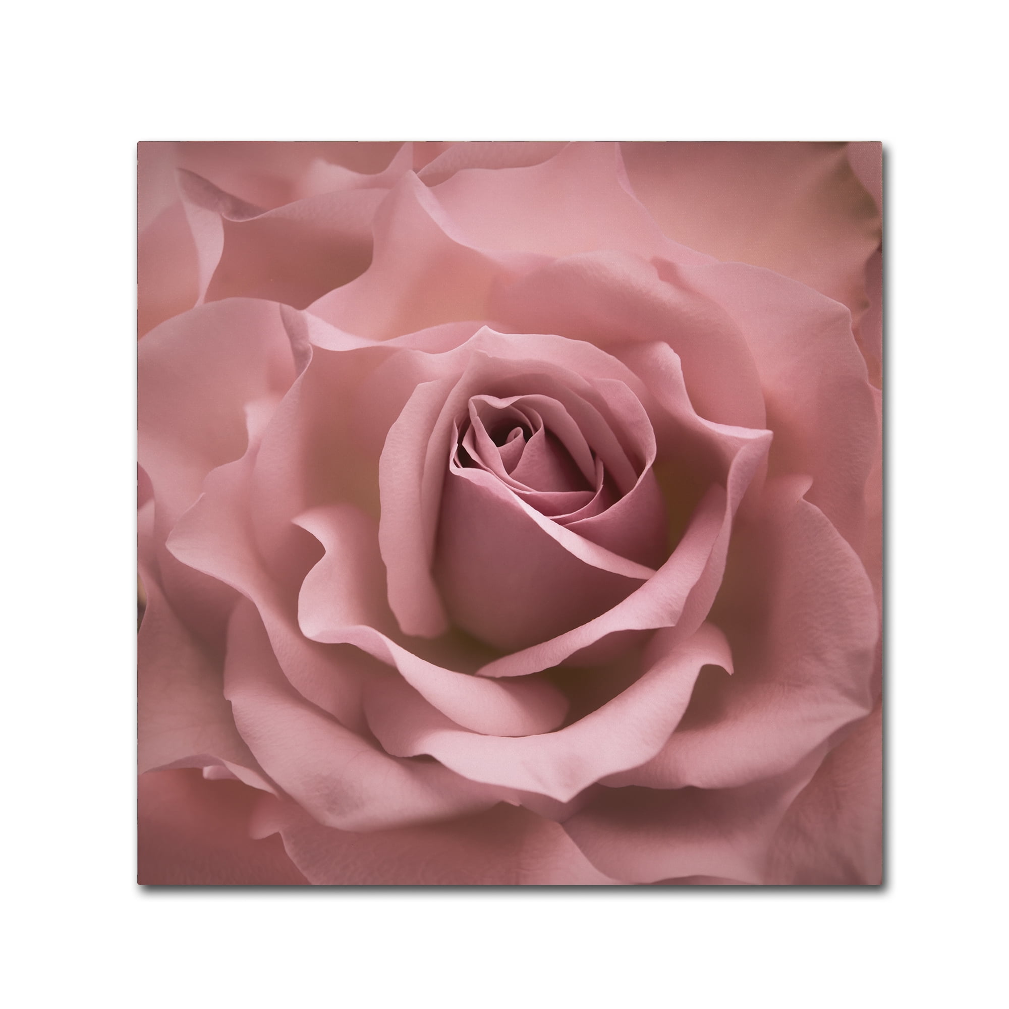 Misty Rose Pink Floral Canvas Art with Multicolor Frame