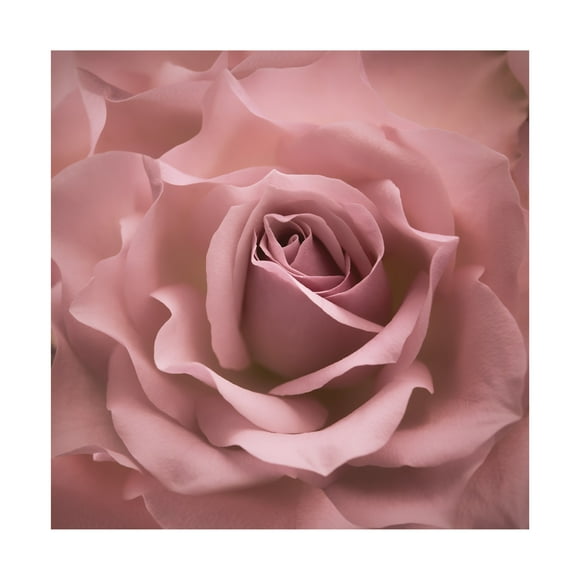 Trademark Fine Art Cora Niele Misty Rose Pink Rose Canvas Wall Art - 35x35