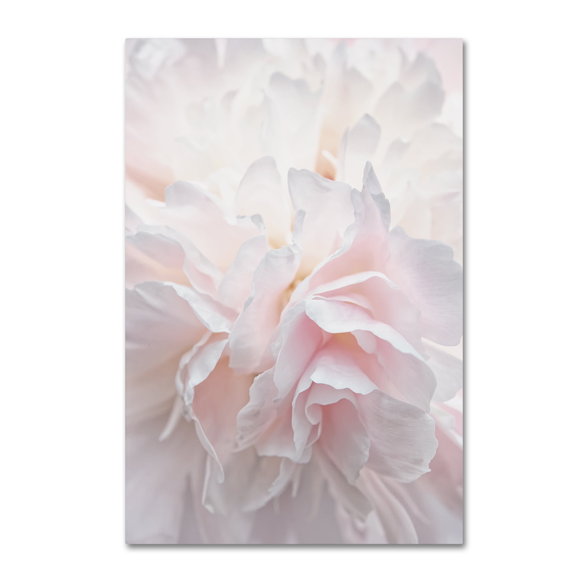 Large Pale Pink Peony Petals Abstract Canvas Art