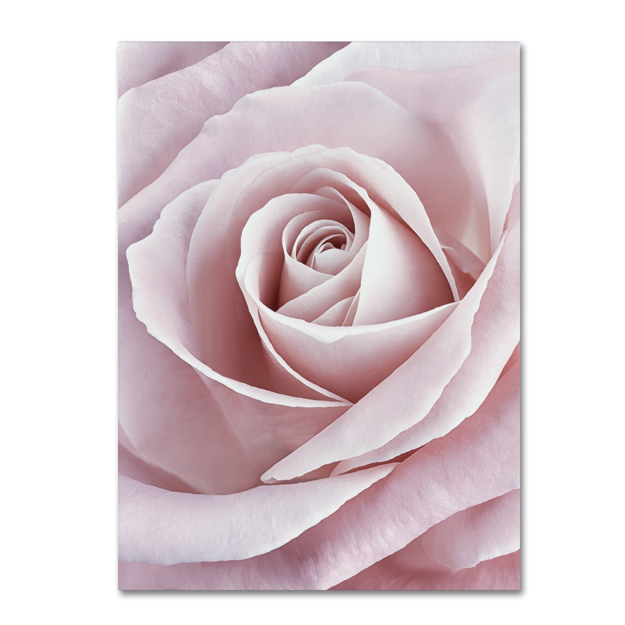 Large Pale Pink Rose Abstract Canvas Art
