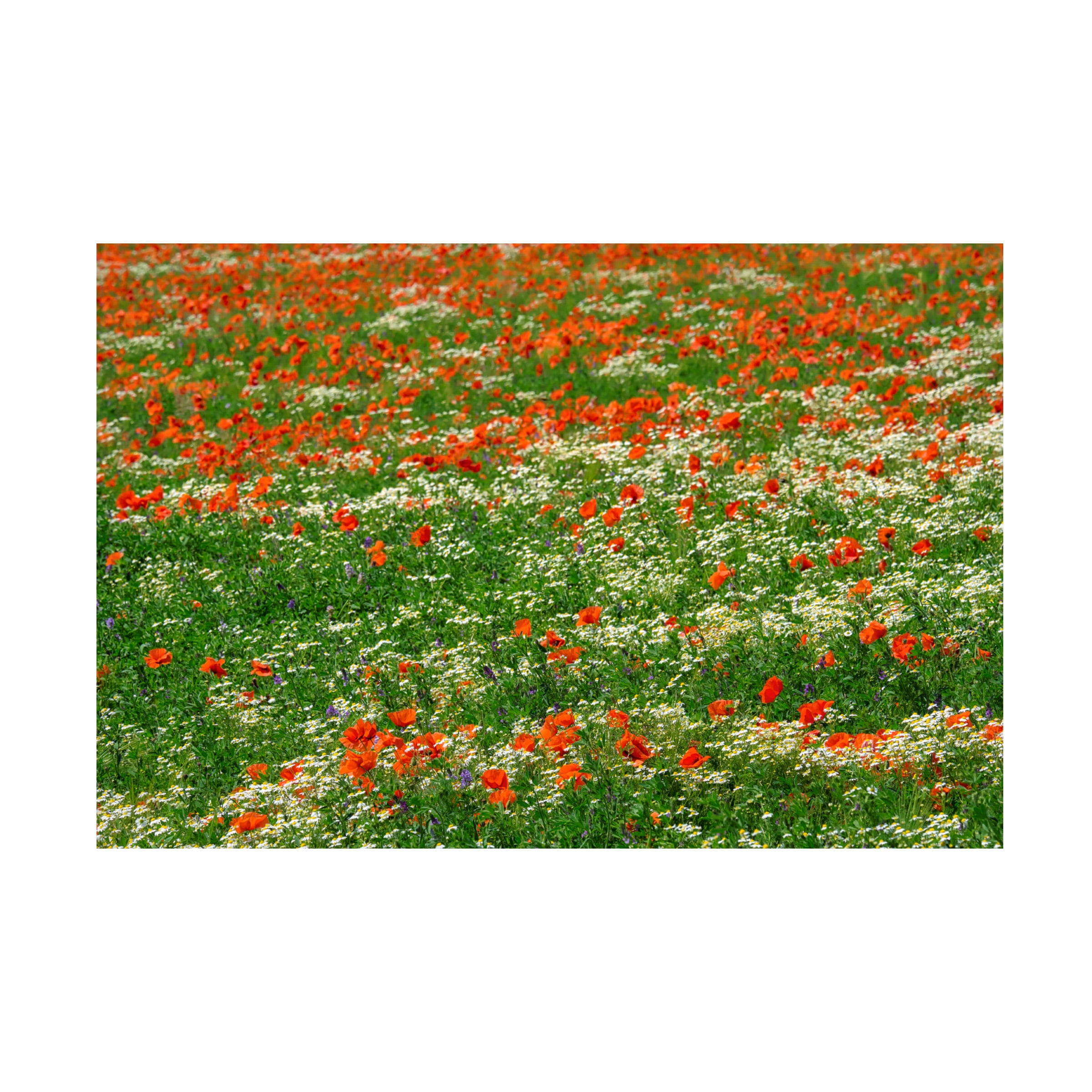 Cora Niele 'Poppies and Chamomile Field' Canvas Art