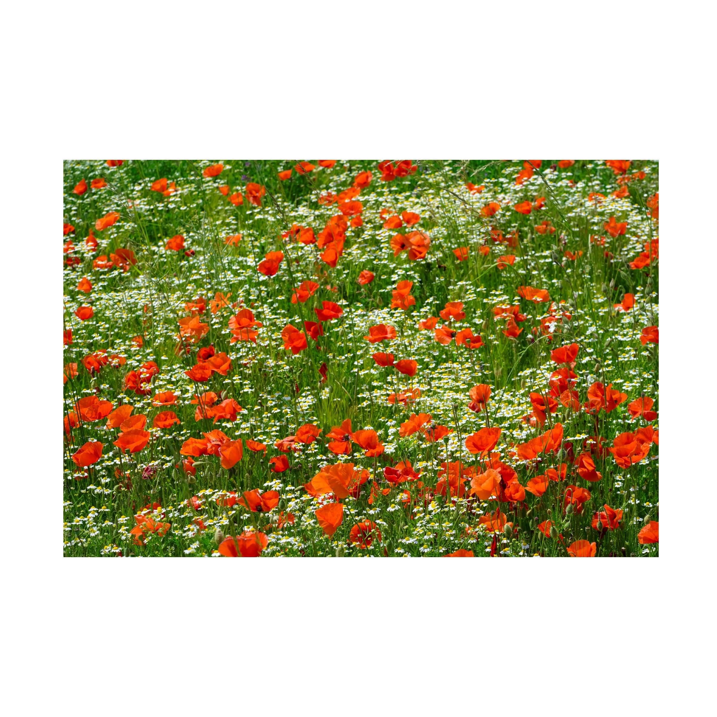 Cora Niele 'Poppies and Chamomile Flower Field' Canvas Art