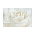 thumbnail image 1 of Trademark Fine Art Cora Niele Pure White Rose Canvas Wall Art - 30x47, 1 of 5