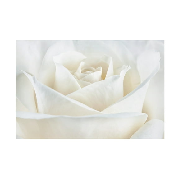 Trademark Fine Art Cora Niele Pure White Rose Canvas Wall Art - 30x47