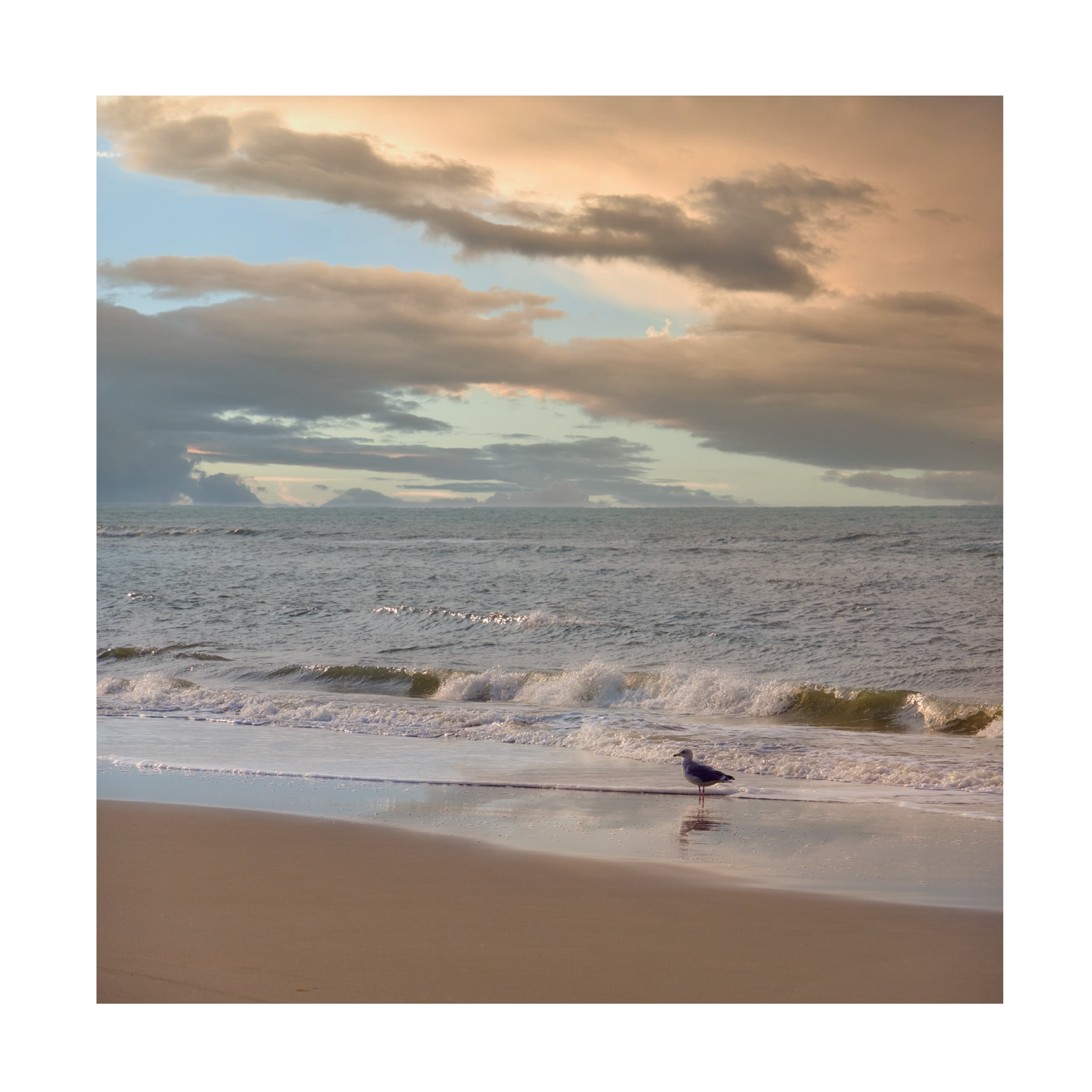 Cora Niele 'Seagull on Beach' Canvas Art