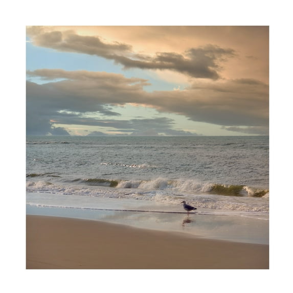 Cora Niele 'Seagull on Beach' Canvas Art