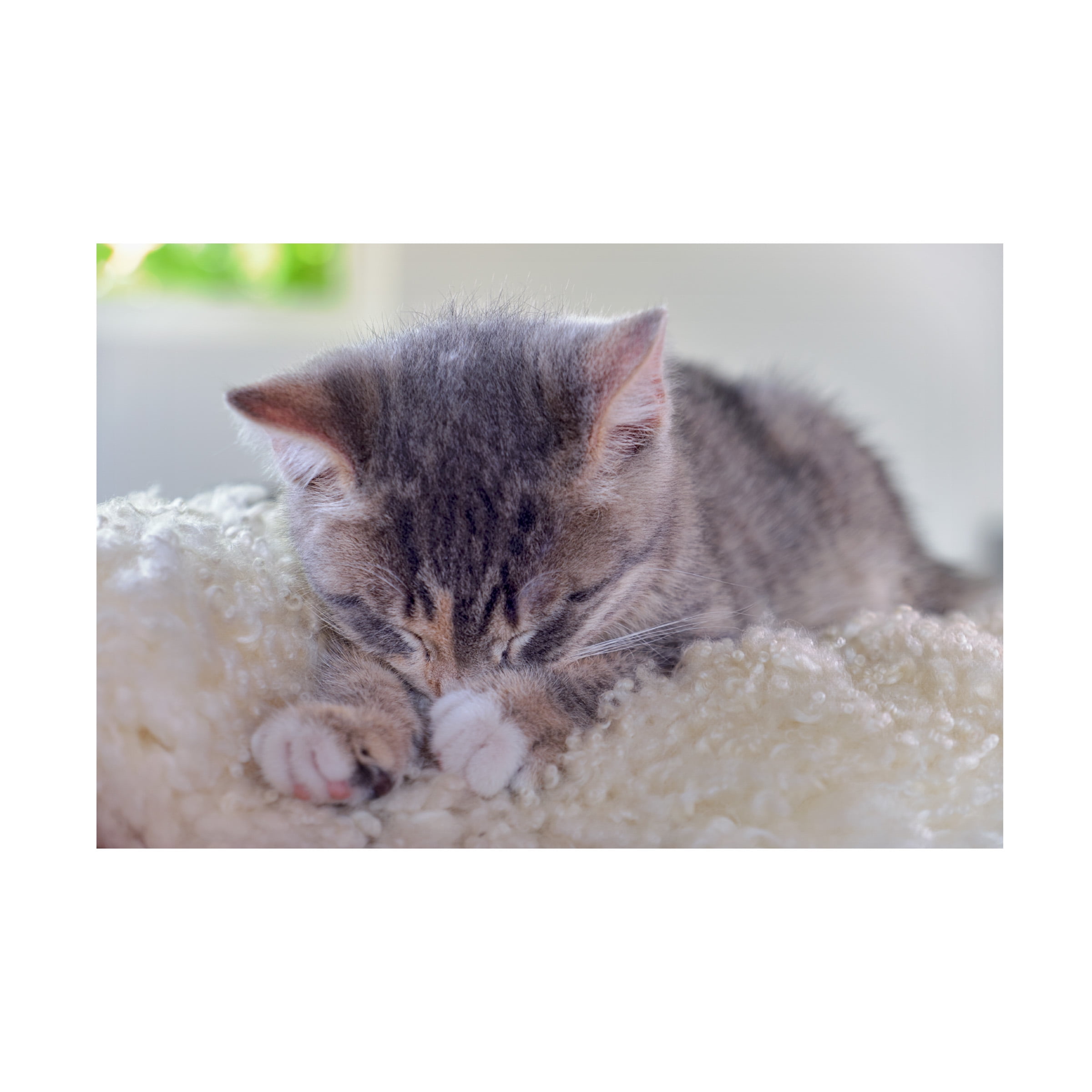 Cora Niele 'Sleeping Kitten' Canvas Art