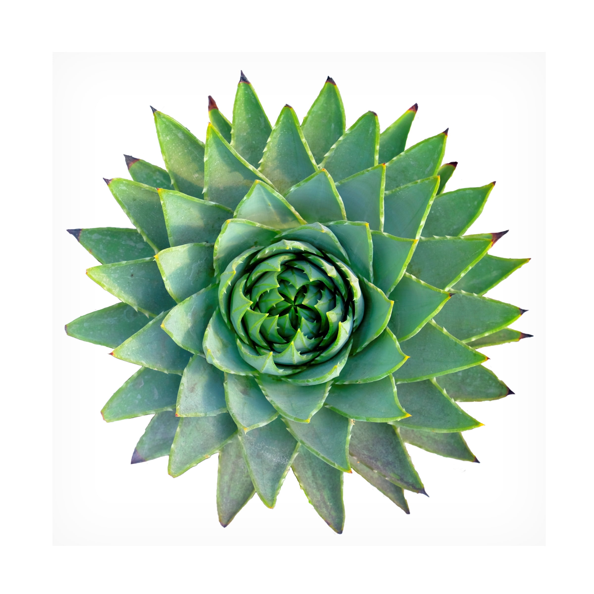 Cora Niele 'Succulent Cut Out 09' Canvas Art