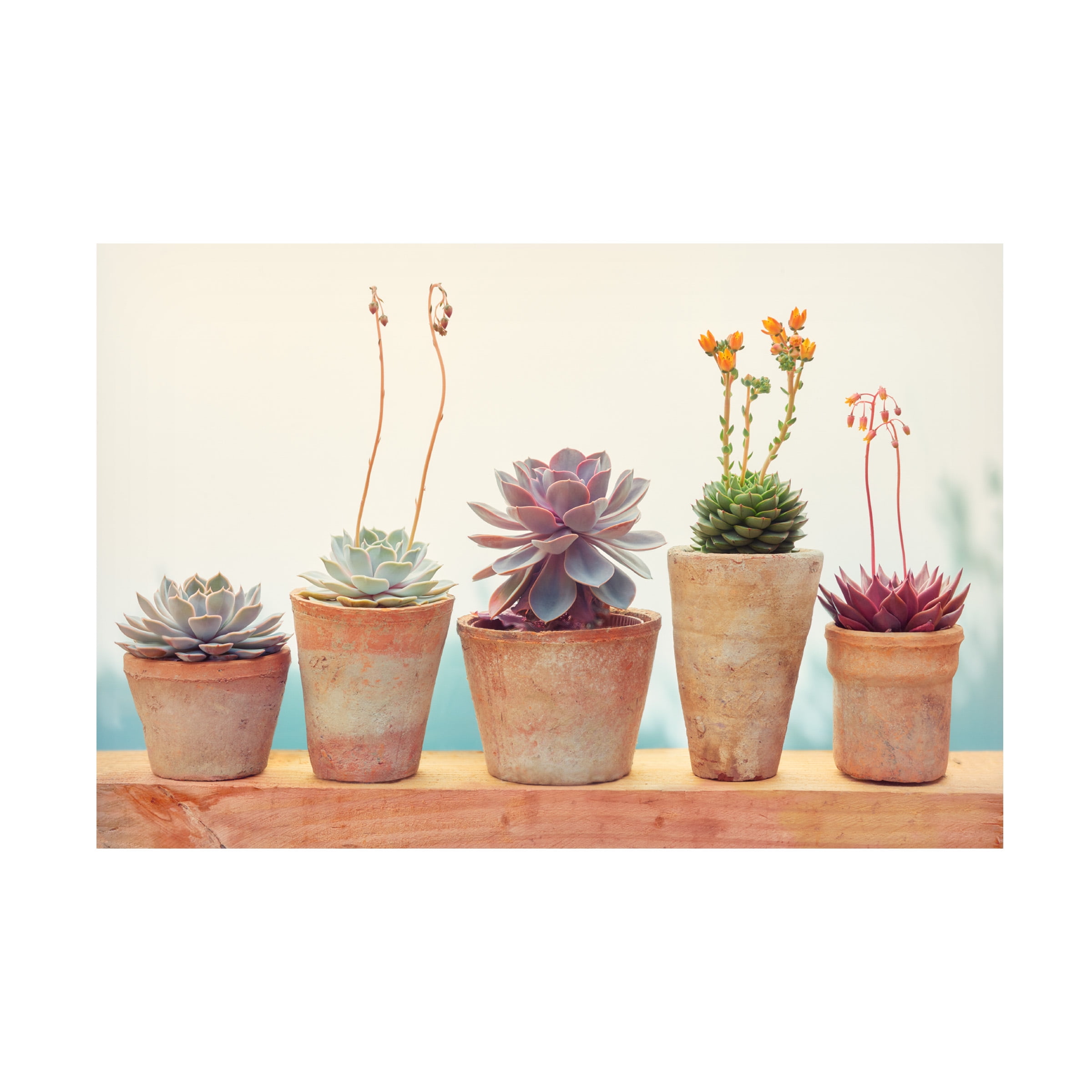 Cora Niele 'Succulent Window I' Canvas Art