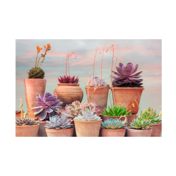 Cora Niele 'Succulent Window III' Canvas Art