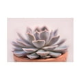 thumbnail image 1 of Cora Niele 'Succulent in Pot' Canvas Art, 1 of 3