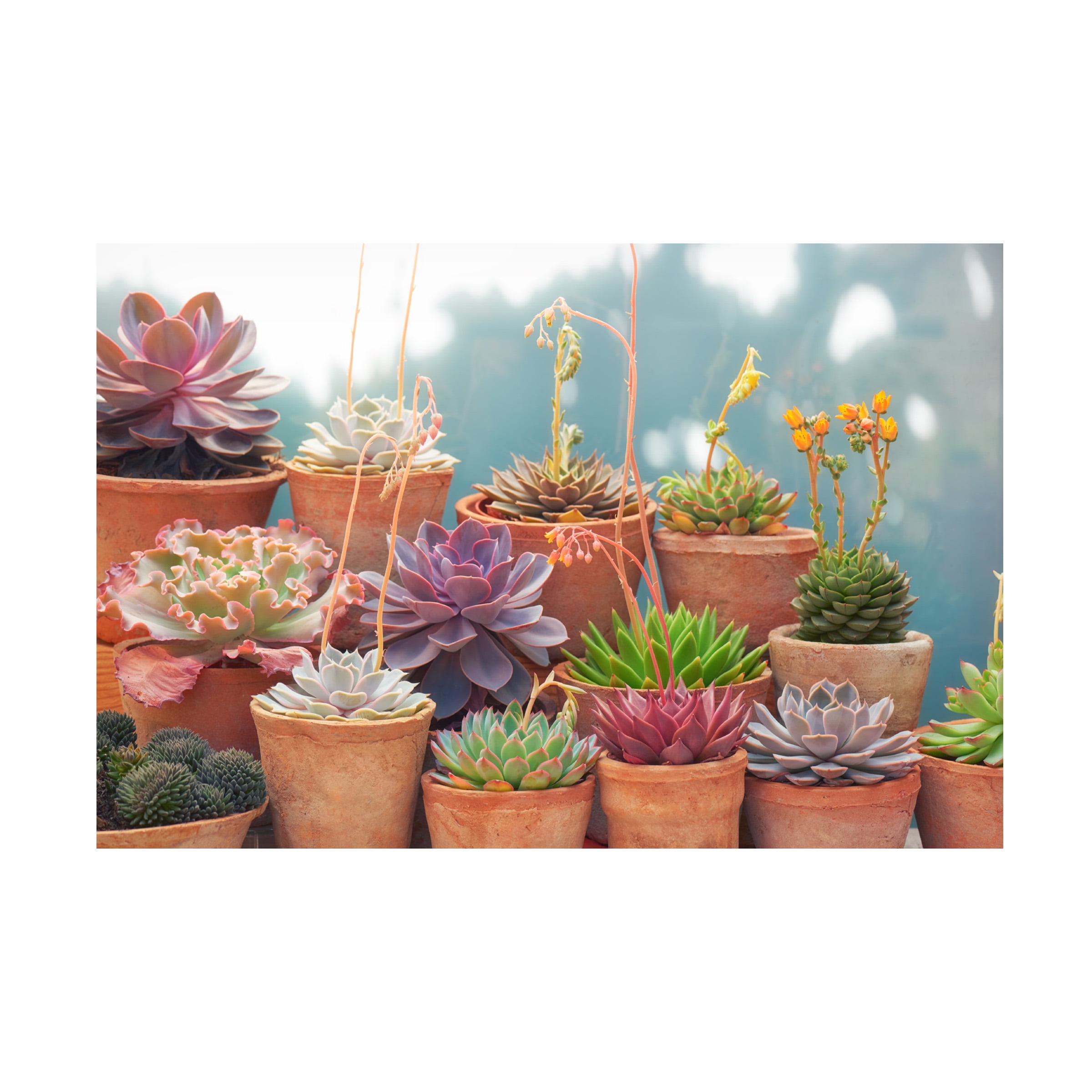 Cora Niele 'Succulents in Terracotta Pots II' Canvas Art