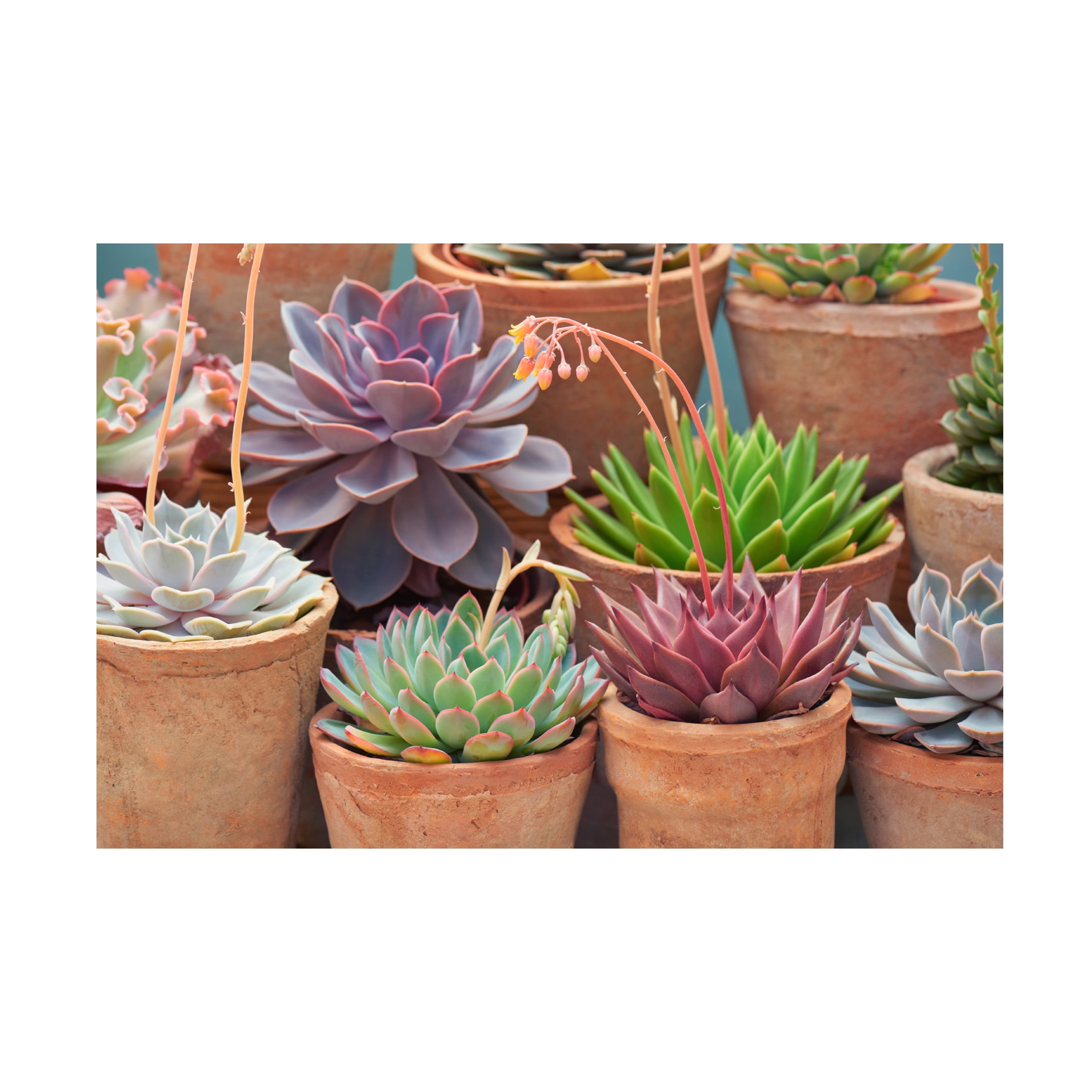 Cora Niele 'Succulents in Terracotta Pots III' Canvas Art