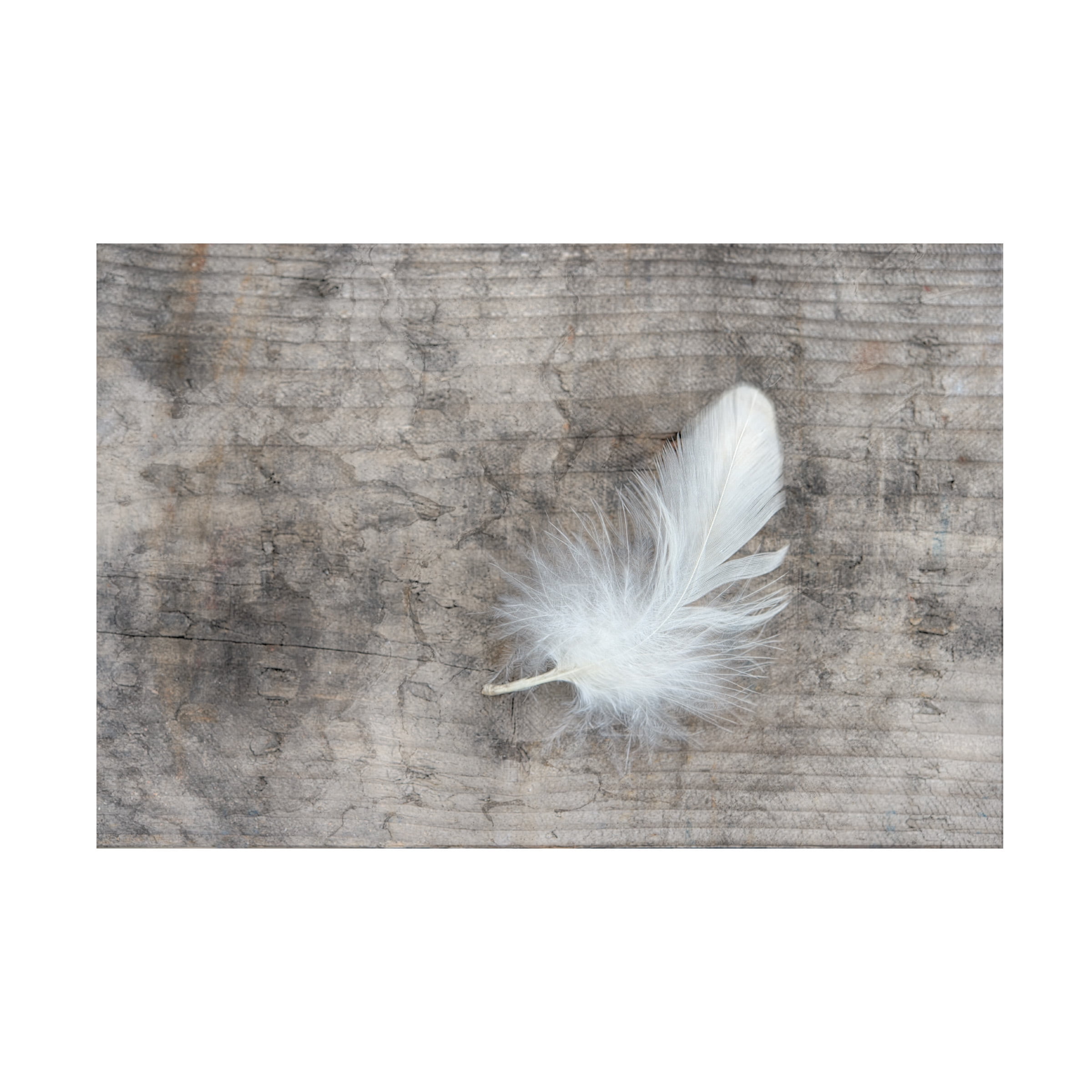 Cora Niele 'White Feather' Canvas Art