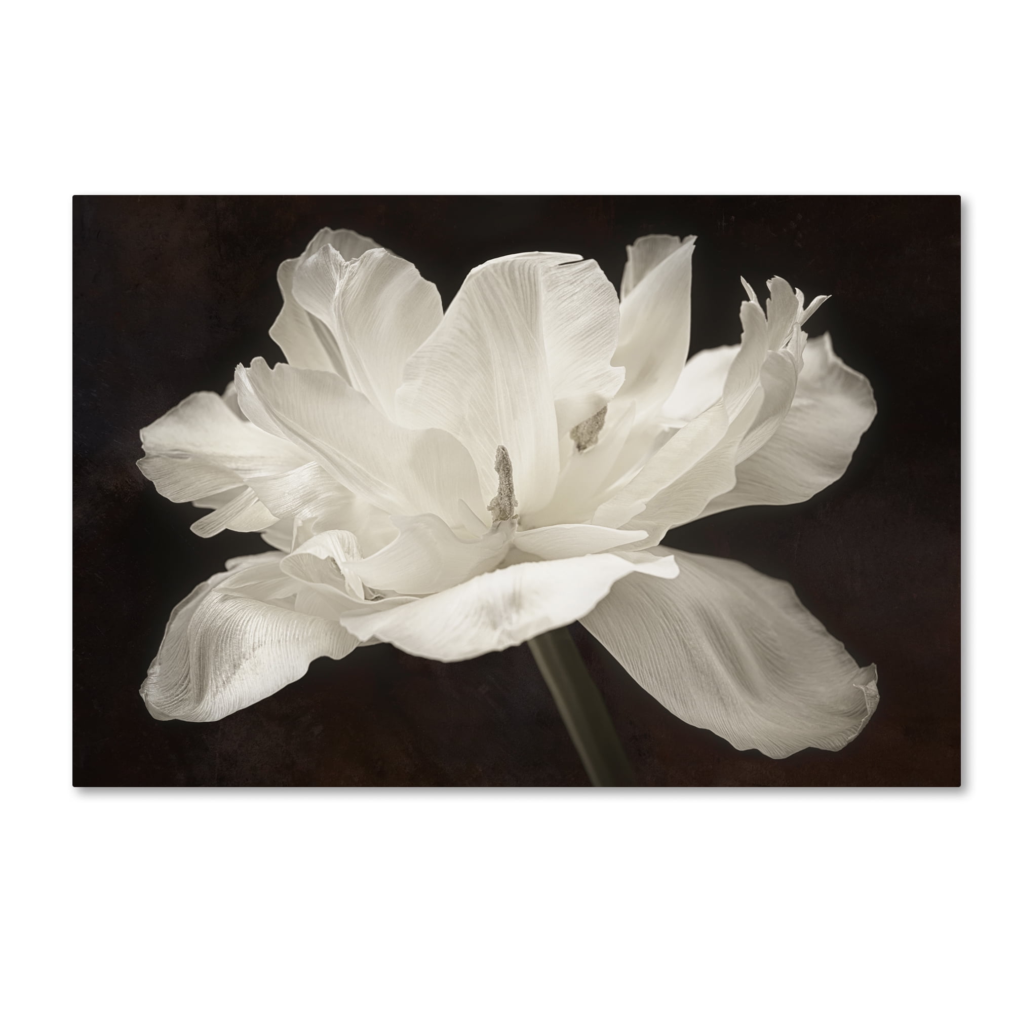 Framed Botanical White Tulip Canvas Art in Dark Brown Background