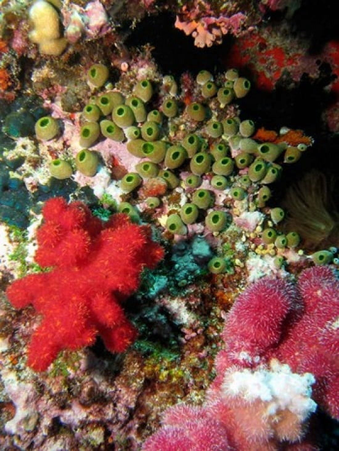 Coral Agincourt Reef Great Barrier Reef North Queensland Australia Canvas Art - David Wall DanitaDelimont (20 x 26)