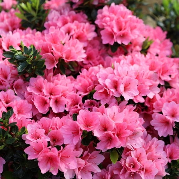 Coral Bells Azalea Live Shrub 1 Gallon Potted Evergreen with Coral Pink Spring Blooms