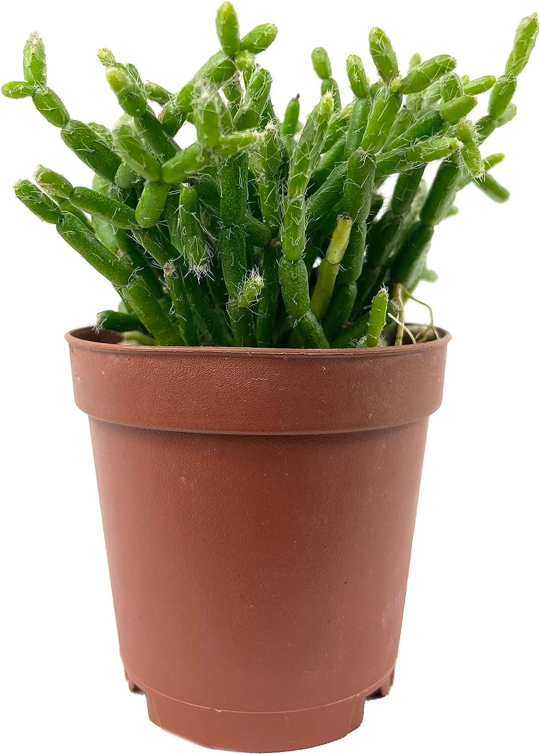 Coral Cactus Live Plant in a 2 Inch Pot Rice Cactus Rhipsalis