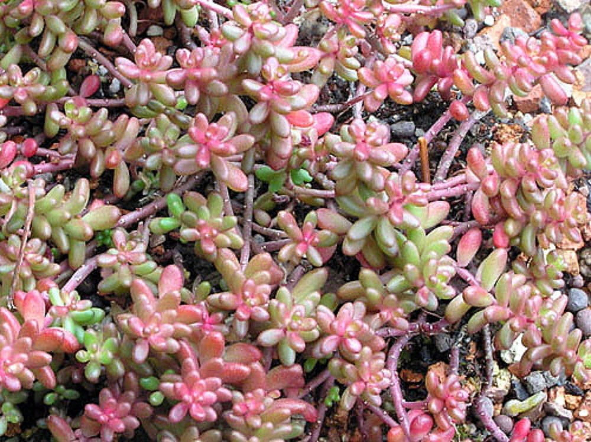 Coral Carpet Sedum - Stonecrop - Gallon Pot