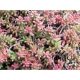 thumbnail image 1 of Coral Carpet Sedum - Stonecrop - Gallon Pot, 1 of 3