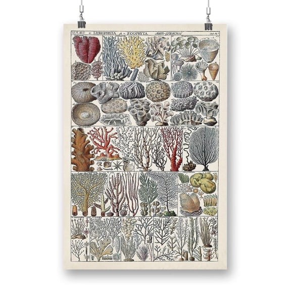 Coral Chart Poster - Vision Studio Designs,