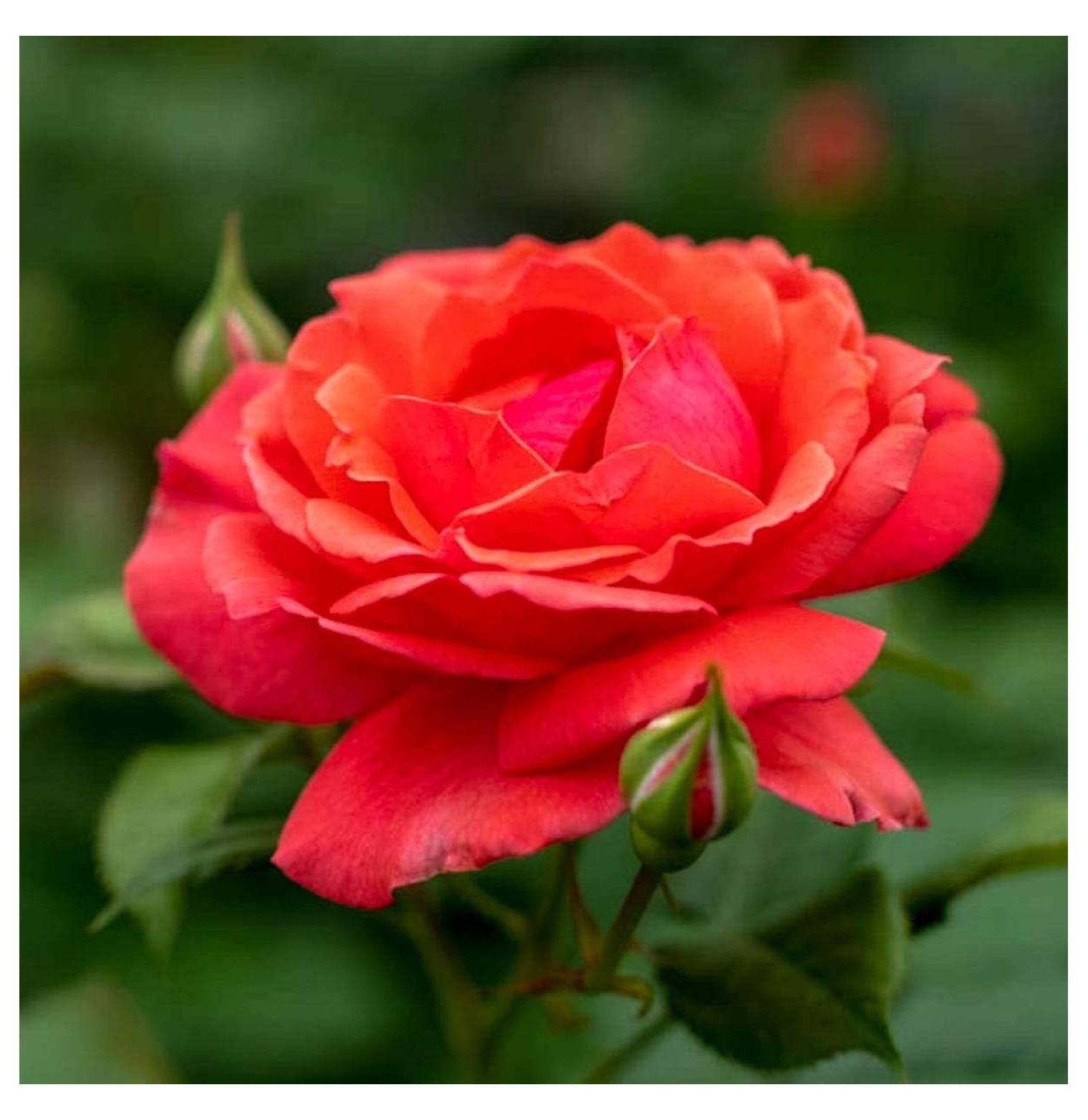 Coral Colored Flowering Freedom Shrub Rose Live Plant in a 4 inch pot