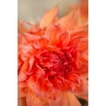 thumbnail image 1 of Coral Dahlia Poster Print by Karyn Millet, 1 of 2