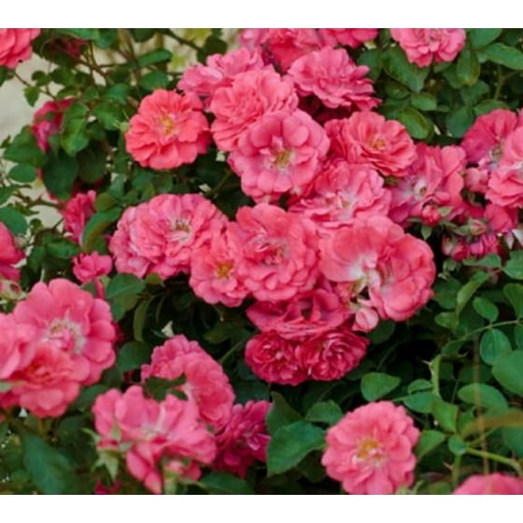 Coral Drift Groundcover Rose - Live Plant ( 1 QT ) | Repeat Blooms | Great Pollinator Shrub