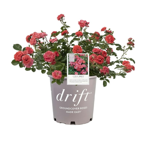 Coral Drift Rose (1 Gallon) Low-Growing Groundcover Deciduous Flowering Shrub - Full Sun Live Outdoor Plant
