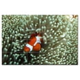 thumbnail image 1 of Coral Fish Underwater Ceramic Tile Mural Kitchen Backsplash Bathroom Shower, 403, 1 of 3
