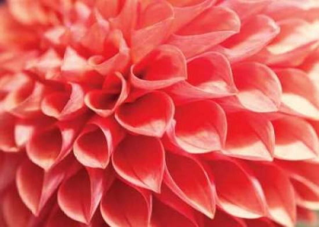 Coral Funnel Dahlia Canvas Art - Dana Styber (20 x 28)