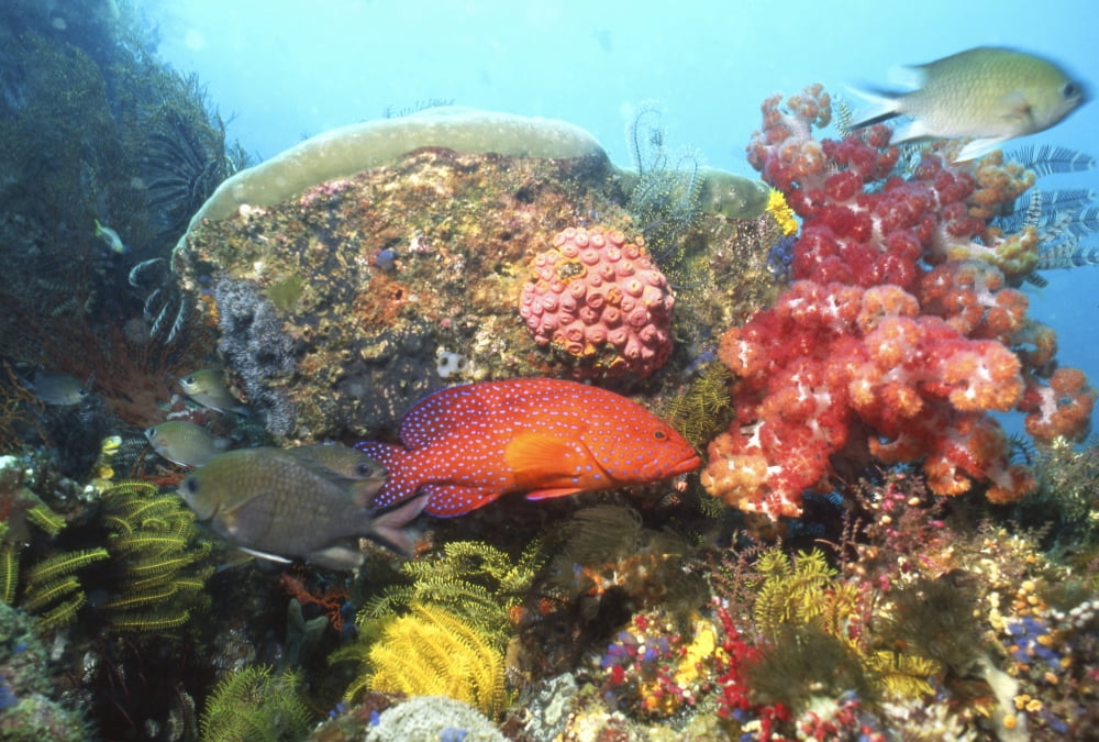 Coral Hind and coral reef Indonesia Canvas Art - Beverly FactorStocktrek Images (17 x 12)