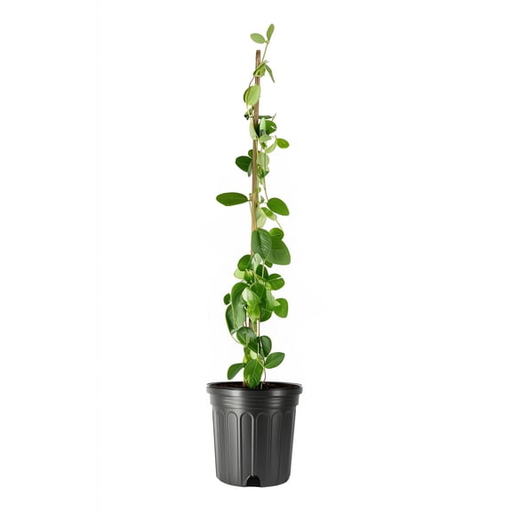 Coral Honeysuckle | 1 Large Gallon Size Plant | Lonicera sempervirens | Flowering Vining Plants for Arbors | Native Climbing Plant for Fences and Trellises