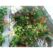 Coral Honeysuckle 3 Live Plants Lonicera Sempervirens Hummingbird & Butterfly Attracting Vine Flower