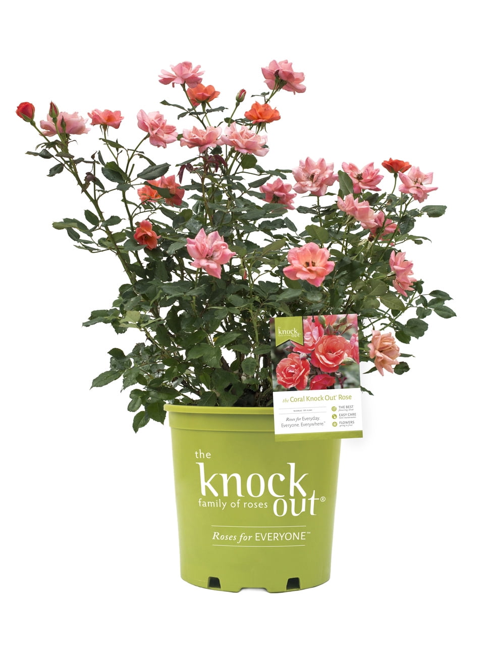 The Knock Out® Family of Roses 'The Coral Knock Out® Rose' Live Shrub in 2-Gallon Grower Pot