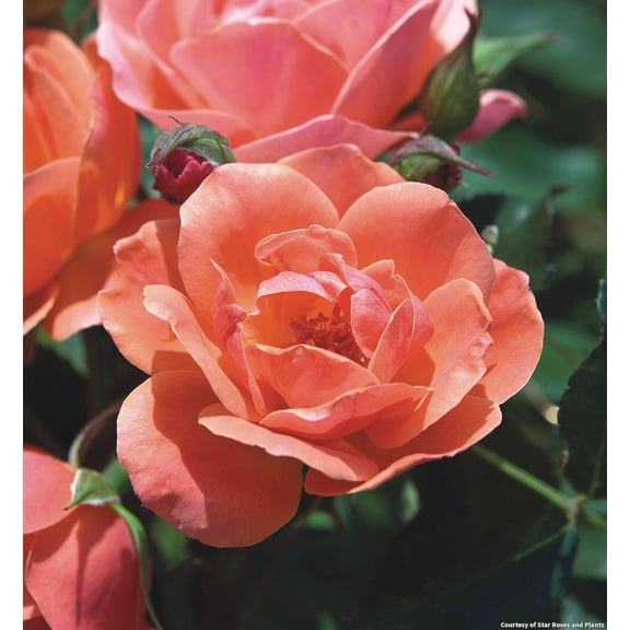 Coral Knock Out Rose - 3 Gallon Rose