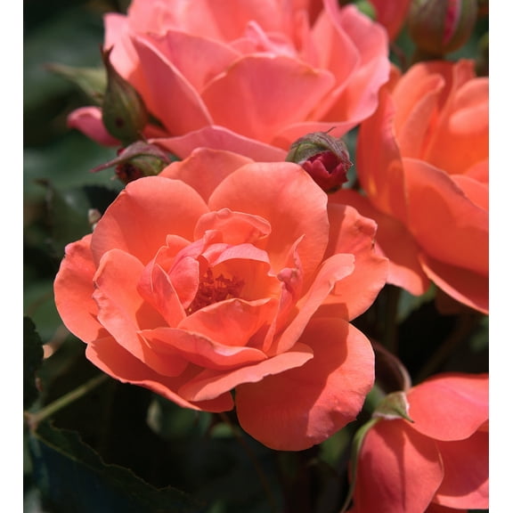 The Knock Out Family of Roses 'The Coral Knock Out Rose' Live Shrub in 1-Gallon Grower Pot