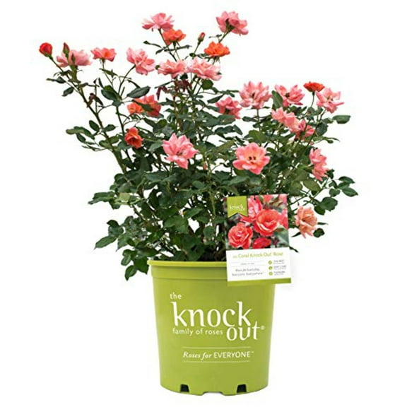 Coral Knock Out Rose