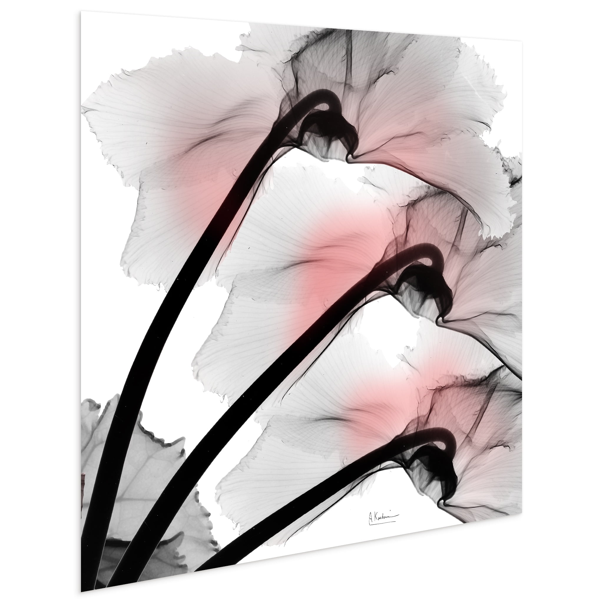 Coral Luster Clycamen 2 Frameless Free Floating 24 in x 24 in Painting Art Prints, by Empire Art