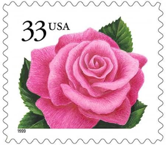 Coral Pink Rose Canvas Art - US POSTAL SERVICE (24 x 24)