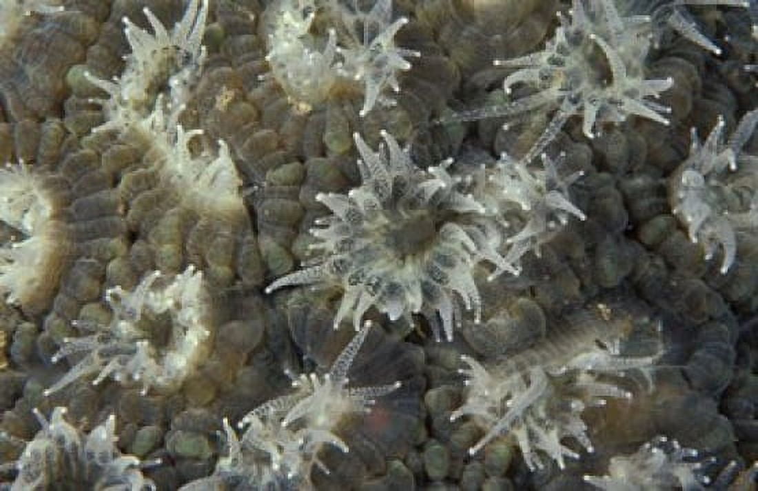 Coral Polyps Feeding Papua Indonesia Canvas Art - Michele Westmorland DanitaDelimont (27 x 18)
