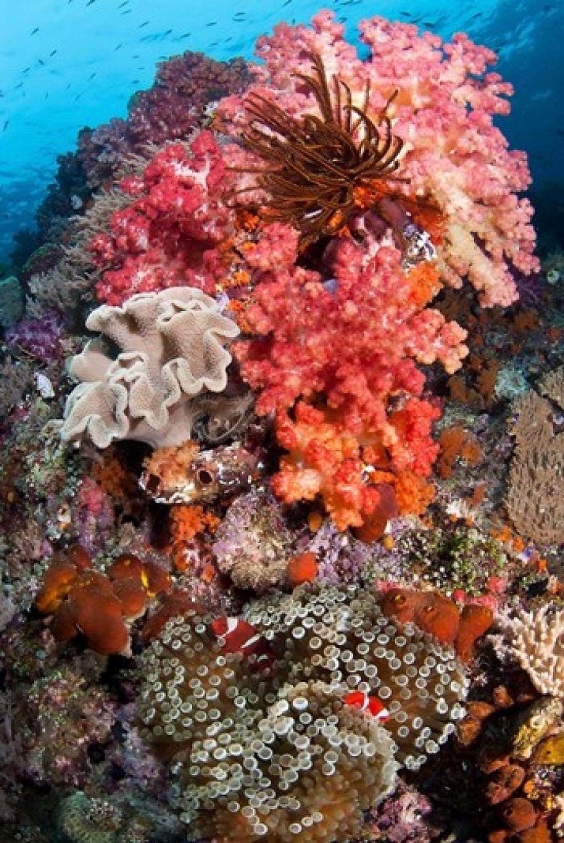 Coral Raja Ampat Papua Indonesia Canvas Art - Jaynes Gallery  DanitaDelimont (24 x 36)