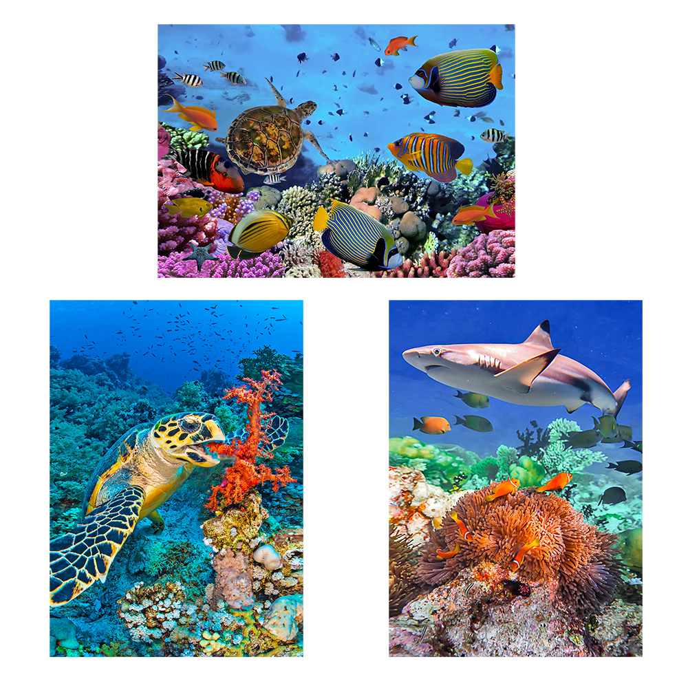 Coral Reef - 3 3D Magnet for Refrigerator, Whiteboard, Locker