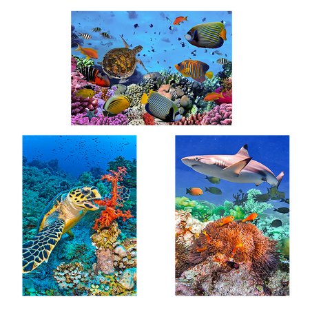 Coral Reef - 3 3D Magnet for Refrigerator, Whiteboard, Locker
