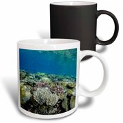 3drose, Coral Reef Diversity, Fiji, Underwater, 11oz Magic Transforming Mug