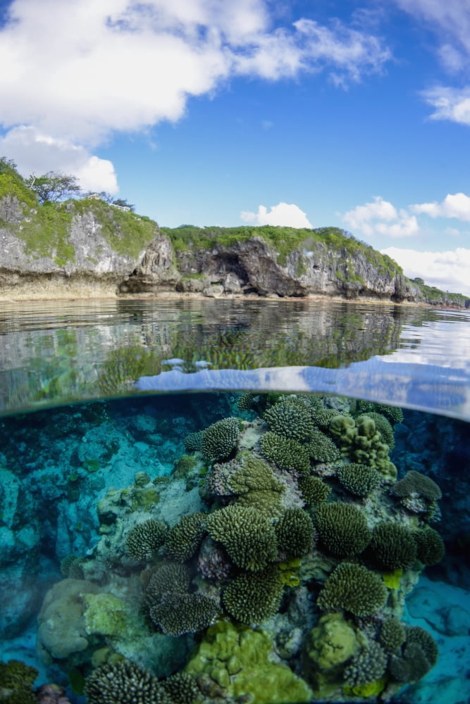 Coral Reef Niue Canvas Art - David Kirkland Design Pics (12 x 19)