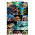 thumbnail image 1 of Coral Reef Wildlife Photographic Poster 24.5x36.5 - Laminated, 1 of 1