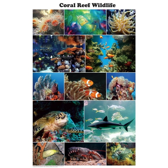 Coral Reef Wildlife Photographic Poster 24x36